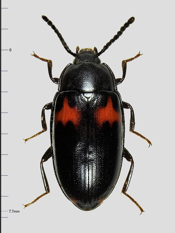 コヨツボシゴミムシダマシ