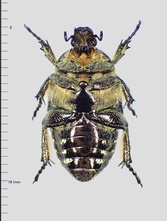 シナハナムグリ