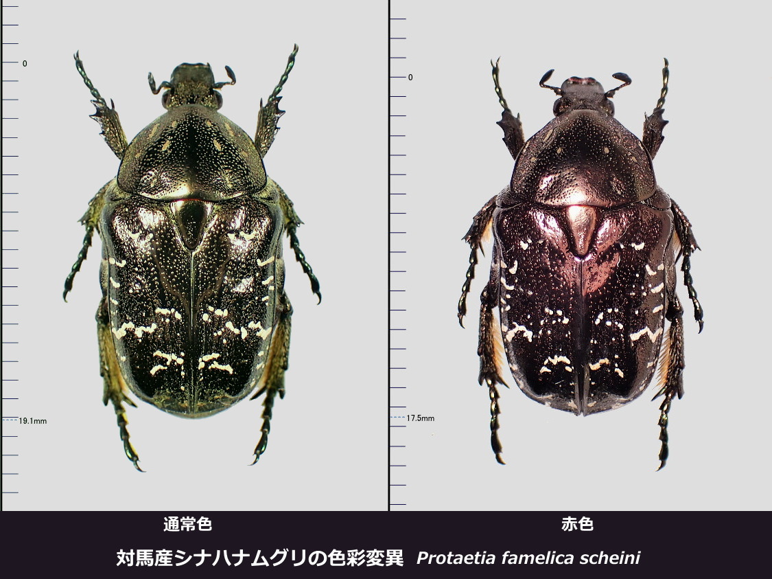 シナハナムグリ