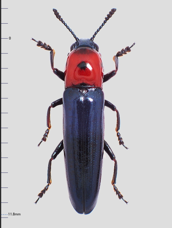 ツシマコメツキモドキ